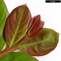 SpeciesSub: ’Fuchsia D’ete’